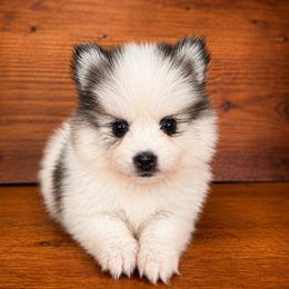 Dixie - Gray and white female Pomsky puppy in La Verne, California from Red Cedar Pomskies