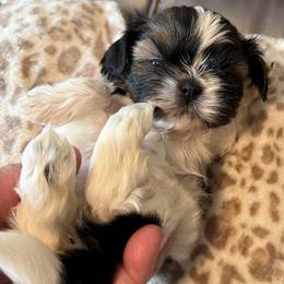 Fernanda - Brindle and white female Shih Tzu puppy in Victorville, California from RUMBLE n TUMBLE