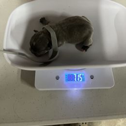 French Bulldog Puppies from Psycho Frenchies