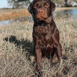 Rio - Labrador Retriever