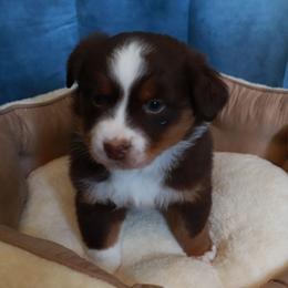 Woodstock - Red tri male Miniature Australian Shepherd puppy in Macomb, Missouri from Faunus Farms and Aussies