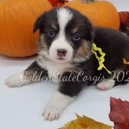 Pembroke Welsh Corgi Puppies from Golden State Corgis