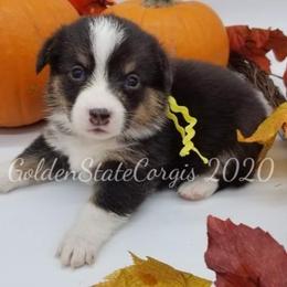 Pembroke Welsh Corgi Puppies from Golden State Corgis
