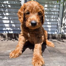 Rainier - Apricot male Goldendoodle puppy in Everett, Washington from Big Top Doodles