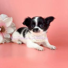 Pepper - Black and white female Chihuahua puppy in Anderson, South Carolina from Lil Treasures Chihuahuas