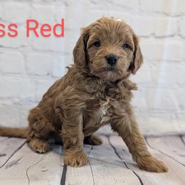 Miss Red - Red  female Goldendoodle puppy in Lebanon, Pennsylvania from Robertson's Retrievers and Doodles