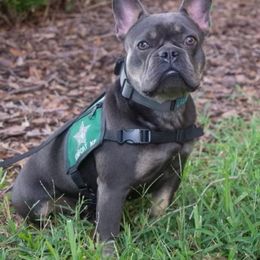 Bella - French Bulldog