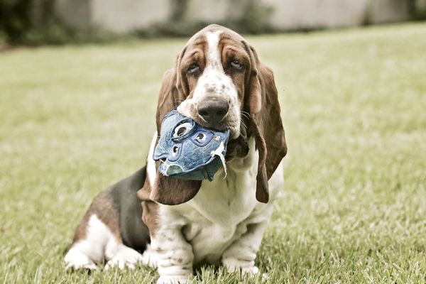A Basset Hound holds his toy