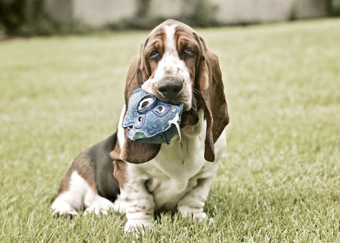 A Basset Hound holds his toy