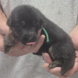 Boy 4 Yadah - Black and tan male German Shepherd puppy in Lake George, Colorado from High Country German Shepherds