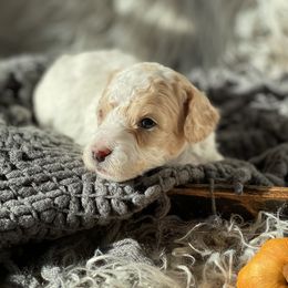 Bernedoodle, Goldendoodle, and Aussiedoodle Puppies from Lakeside Doodles