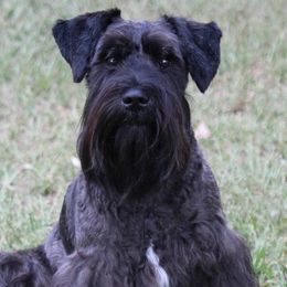 Cricket - Miniature Schnauzer