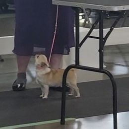 Stormy - Chihuahua