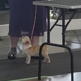 Stormy - Chihuahua
