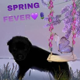 Miss.Dark Purple - Black female German Shepherd puppy in Granite City, Illinois from Devon Rugerio's German Shepherds