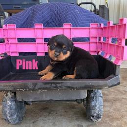 Girl 3 - Black and mahogany female Rottweiler puppy in Houston, Texas from Power Hause Kennels
