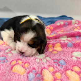 Yellow girl - Blue tan and white female Beagle puppy in New Tazewell, Tennessee from Sweet Warner Pugs & Beagles