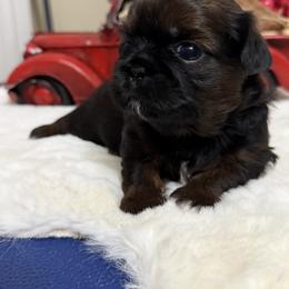 Max - Tricolor male Shih Tzu puppy in Glens Falls, New York from Shih Tzus N Giggles