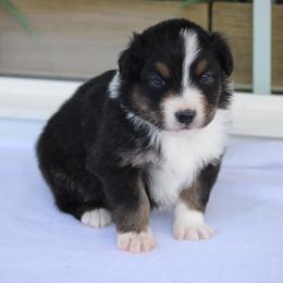 Milwaukee - Black tri-color male Australian Shepherd puppy in Circleville, Utah from Canyon Creek Aussies