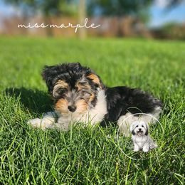 Coton de Tulear Puppies from Jac Be Nimble Cotons
