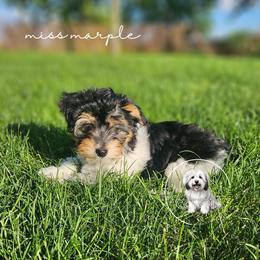 Coton de Tulear Puppies from Jac Be Nimble Cotons