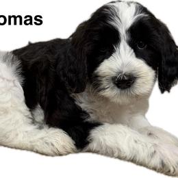 Thomas (Jefferson) - Parti male Goldendoodle puppy in Newark, Ohio from Valleydayle Doodles and Wheatens