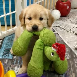 Golden Retriever and Havanese Puppies from Starrdust Goldens