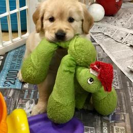 Golden Retriever and Havanese Puppies from Starrdust Goldens