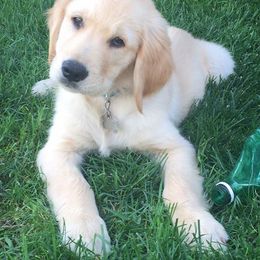 Golden Retriever Puppies from Saddle Rock Golden Retrievers