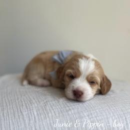 Tide - Caramel male Australian Labradoodle puppy in Belding, Michigan from Rutu Australian Labradoodles