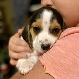 Comet - Black red and white Beagle puppy in Renton, Washington from Prancing Beagles