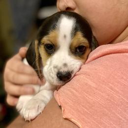 Comet - Black red and white Beagle puppy in Renton, Washington from Prancing Beagles
