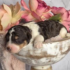 Waffles - Liver and white female Springerdoodle puppy in Fargo, North Dakota from Dakota SpringerDoodles