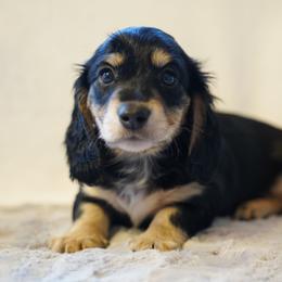 Max - Black and cream male Dachshund puppy in Stanwood, Washington from The Love of Dachshunds