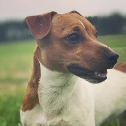 Russell Terriers from Provenance Farm