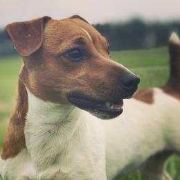 Russell Terriers from Provenance Farm