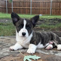 Andy - Brindle and white male Cardigan Welsh Corgi puppy in Princeton, Texas from Fable Cardigan Welsh Corgis