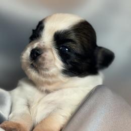 Beauty - Gold and white female Shih Tzu puppy in New York, New York from Falling Star