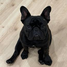 Dahlia - French Bulldog