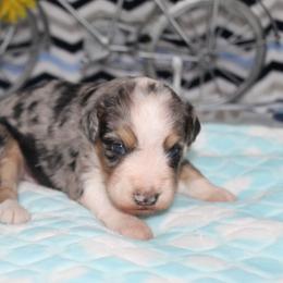 Connor - Blue merle male Aussiedoodle puppy in Arthur, Illinois from Perfect Pugs