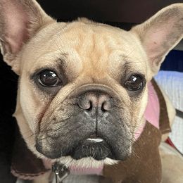 Fifi - French Bulldog
