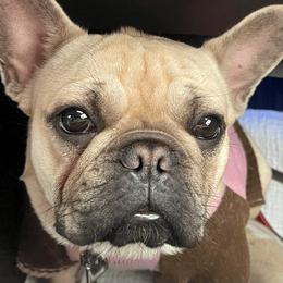 Fifi - French Bulldog