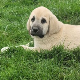 Girl 3 - Spanish Mastiff puppy in Prosperity, Pennsylvania from Prosperity Guardians