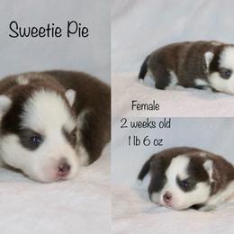 Sweetie Pie - Blue female Pomsky puppy in Denham Springs, Louisiana from Bayouland Pomskies