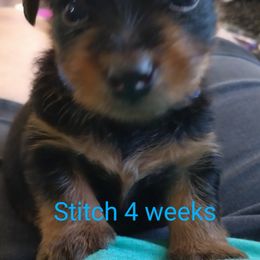 Yorkshire Terrier Puppies from Perfect Paws