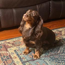 Hershey - Dachshund