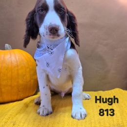 Boy 2 - Liver and white male English Springer Spaniel puppy in Potosi, Wisconsin from Point and Flush Gun Dogs