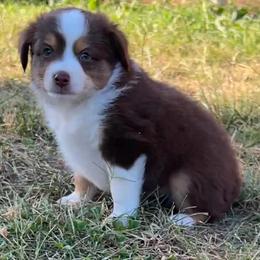 Elvis - Red tri male Miniature Australian Shepherd puppy in Greensboro, North Carolina from Mike & Josh- Small Mini/Toy Aussies