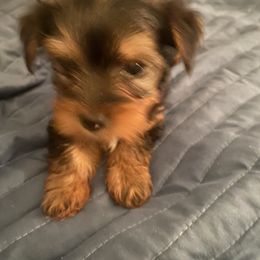 Yorkshire Terrier Puppies from Regina Jones's Yorkshire Terriers