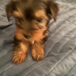 Yorkshire Terrier Puppies from Regina Jones's Yorkshire Terriers